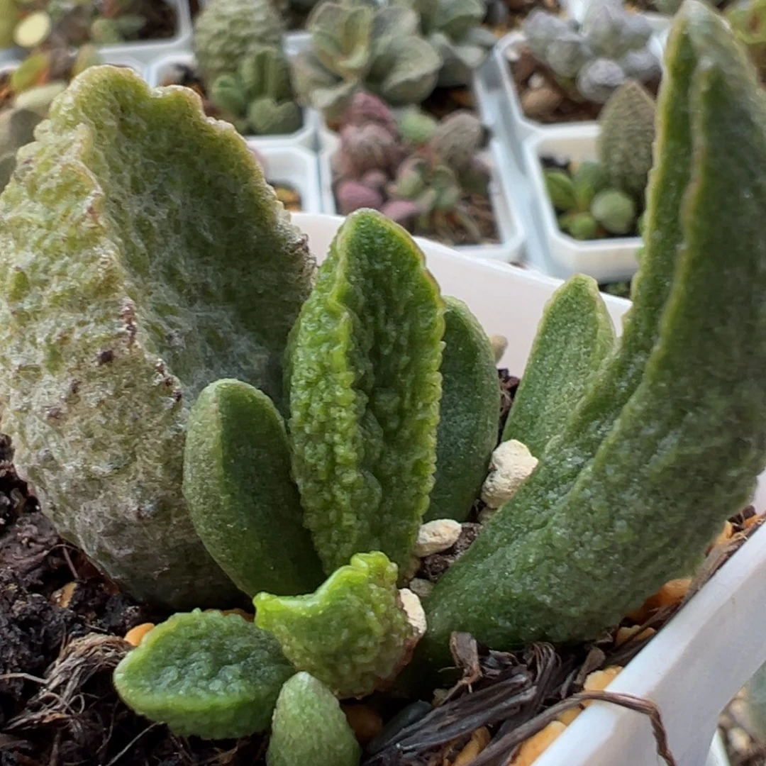 实生新品大苗多肉植物水泡