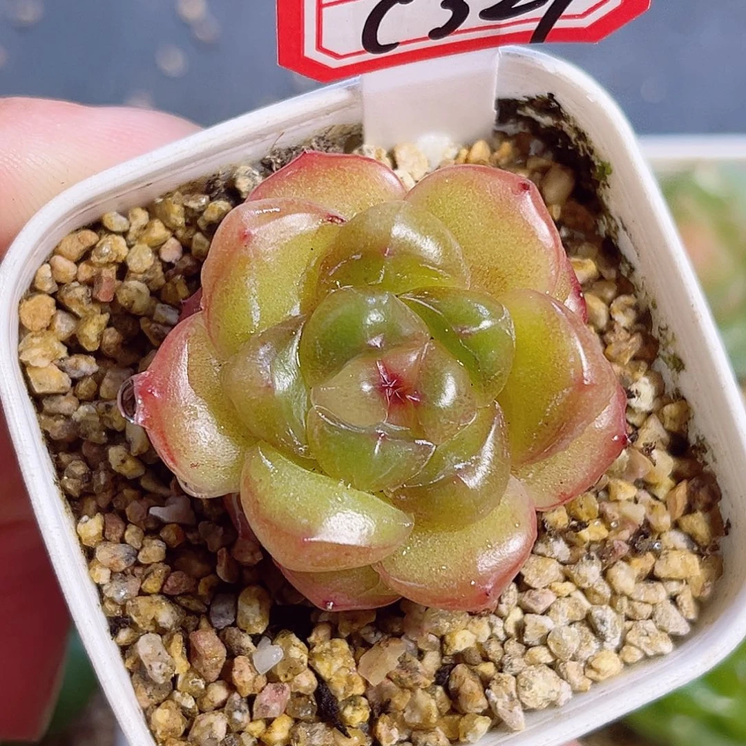 C327 一物一拍 珍妮精选