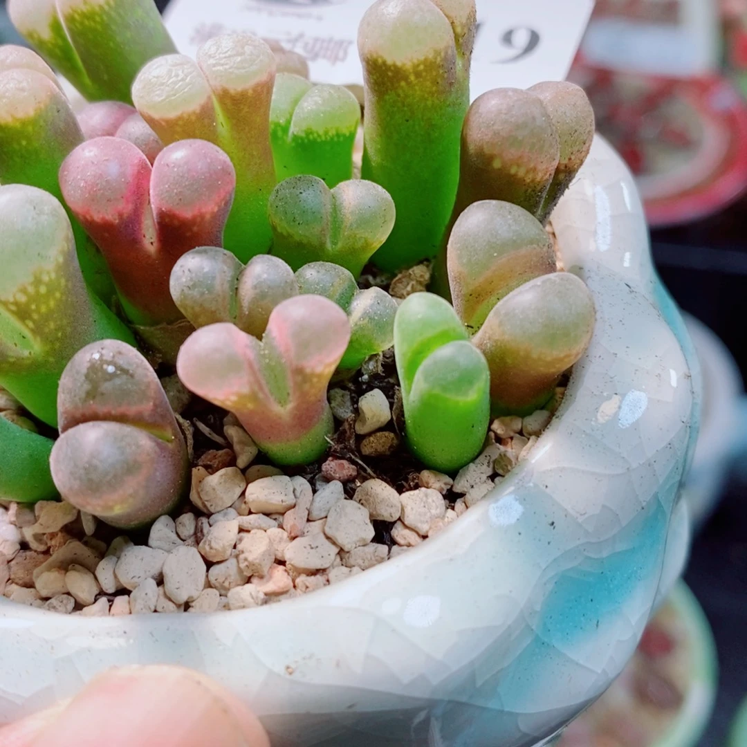 生石花花花花开了719有腿