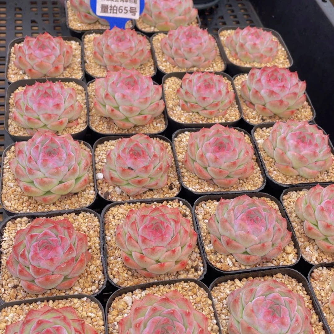 量拍65号 桃熏女王单头一个