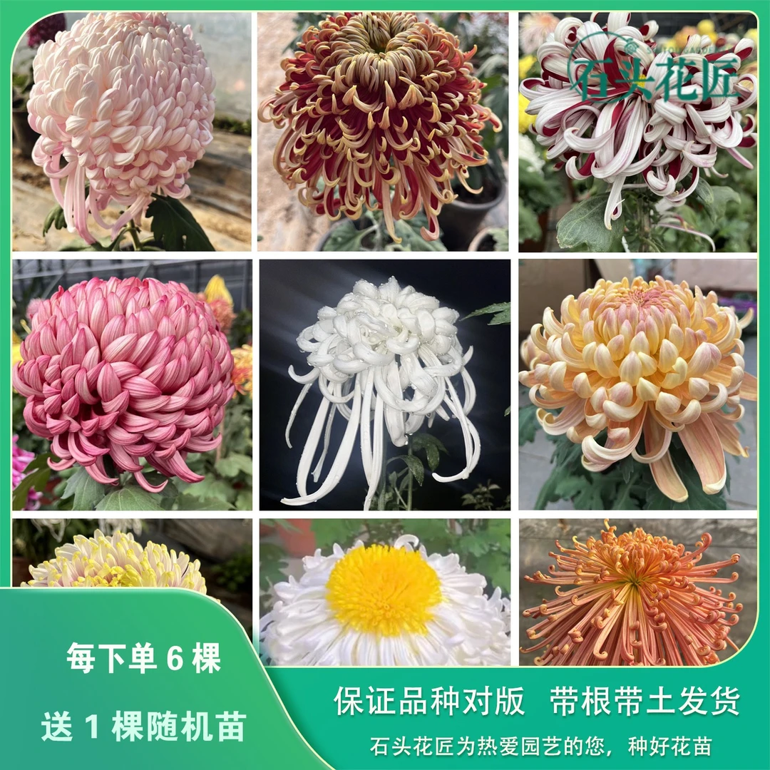 石头花匠传统大菊瑞云殿 鹅毛粉黛 63个品种多年生宿根菊花苗