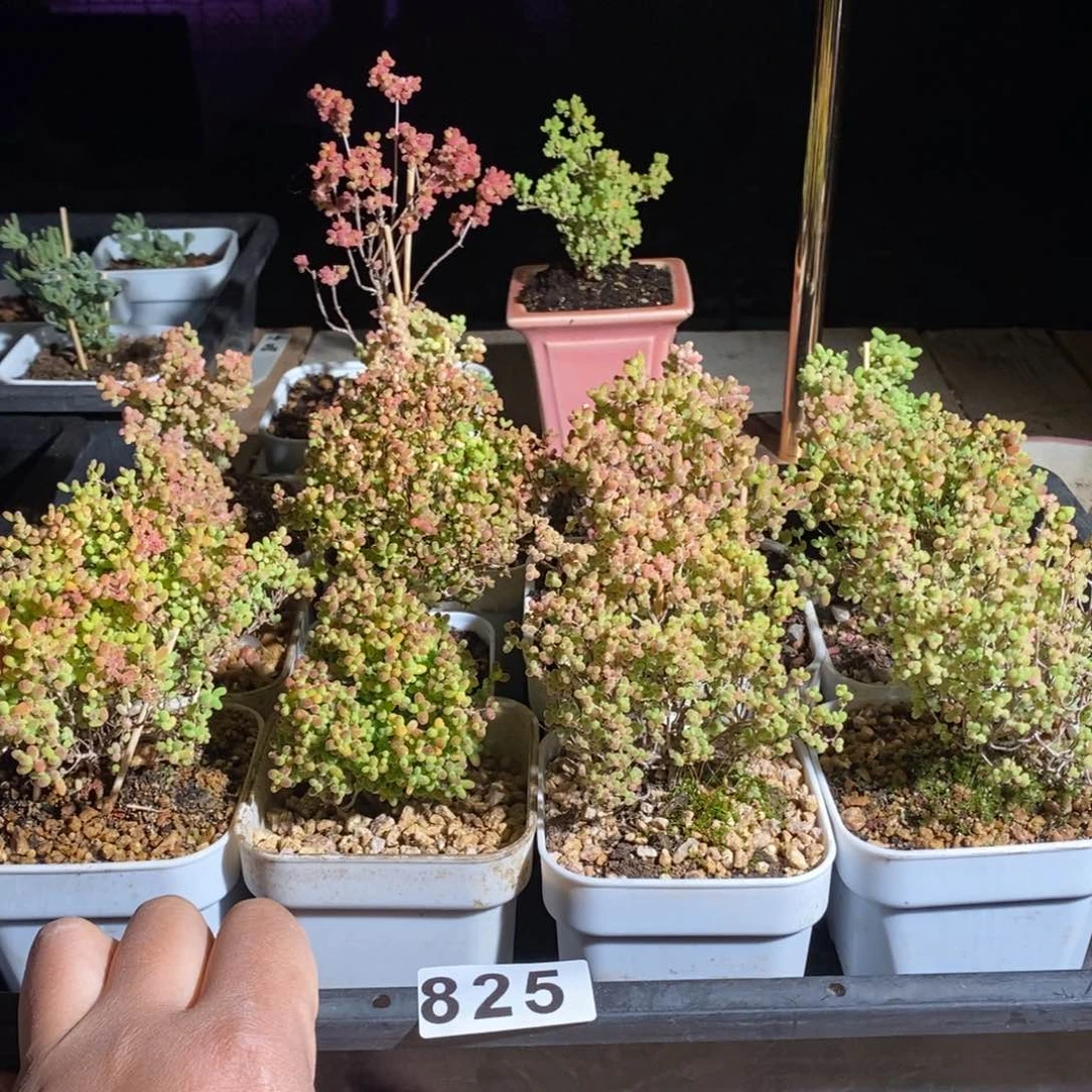 立****渚枝干番杏多肉植物825