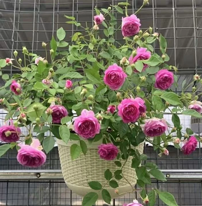 婶婶大苗 四季灌木月季