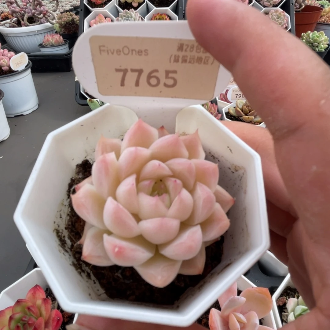 7765桃熏女王4.5厘米