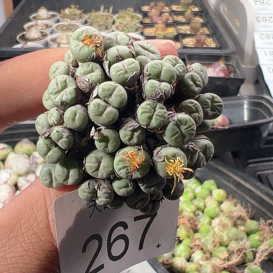 一物一拍。        267