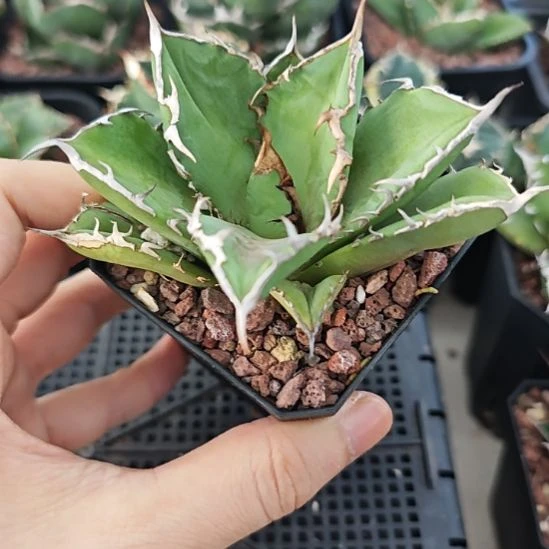 羽毛仁王冠龙舌兰