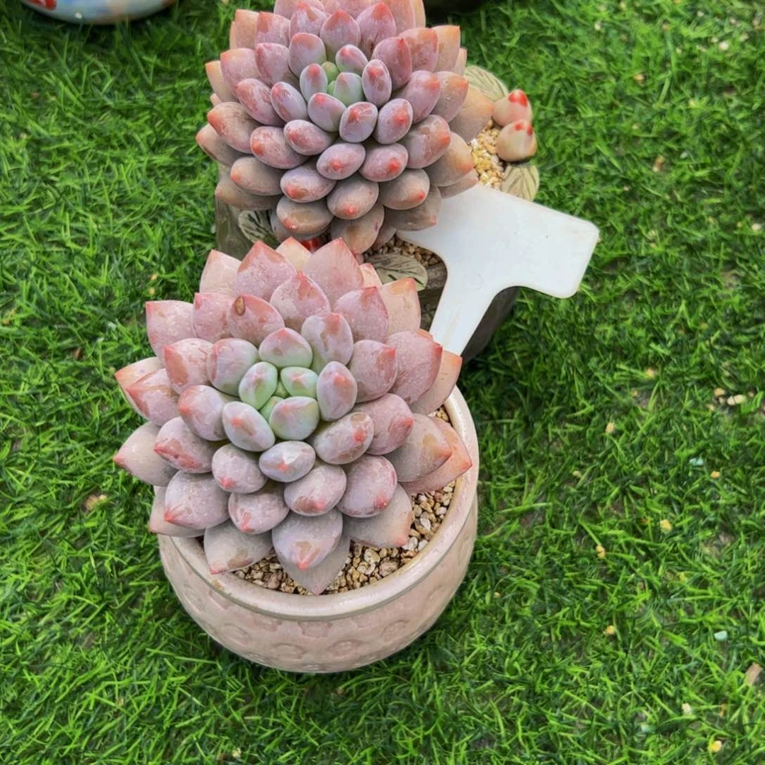 柚***H半夏两颗一起多肉