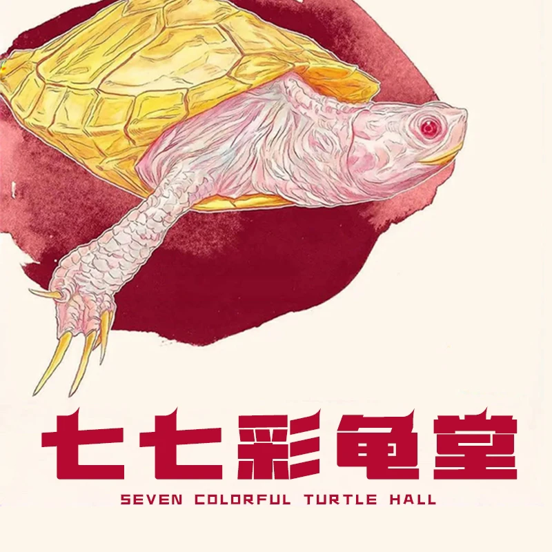 变异巴西龟黑巴苗