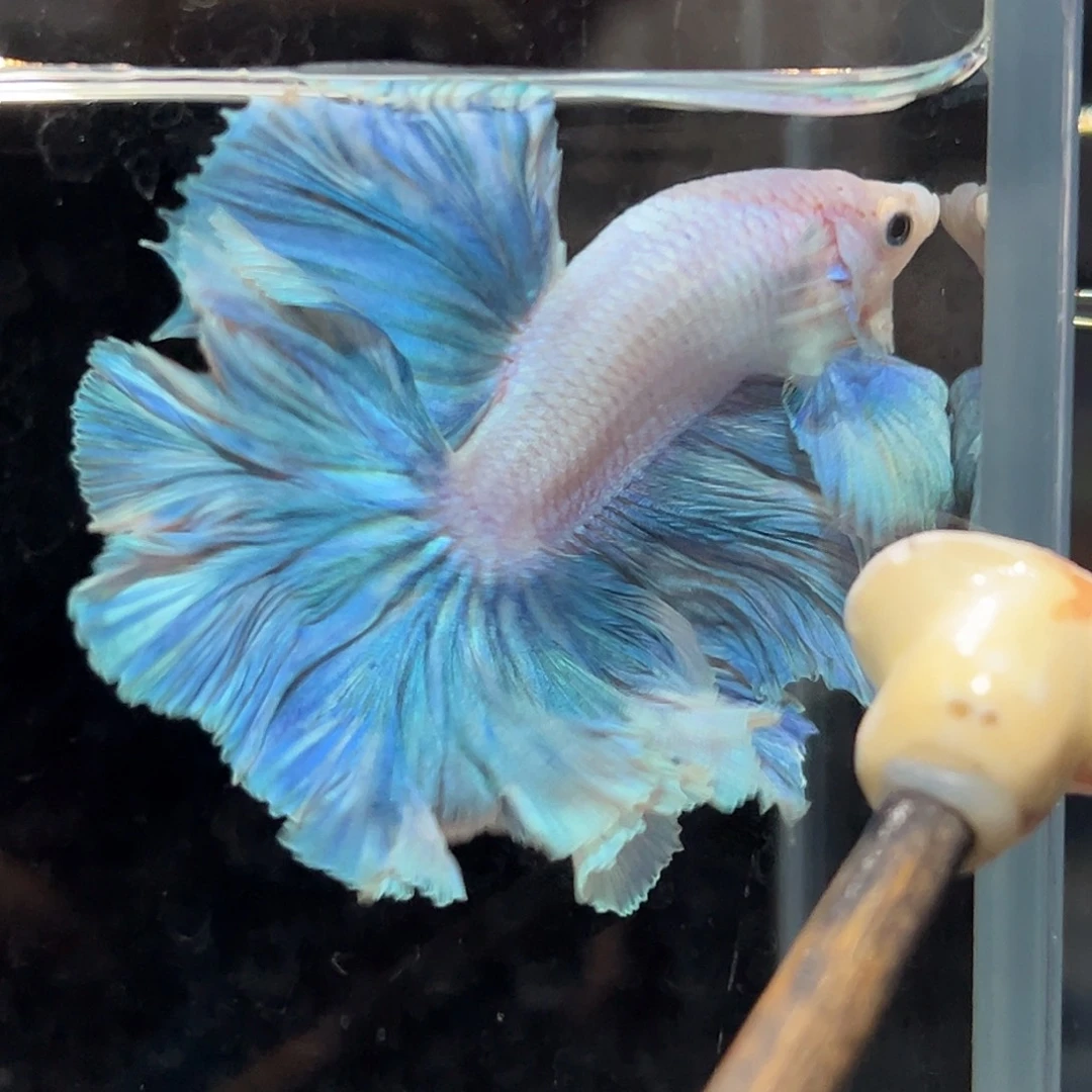 斗鱼27号蓝天白云花瓣