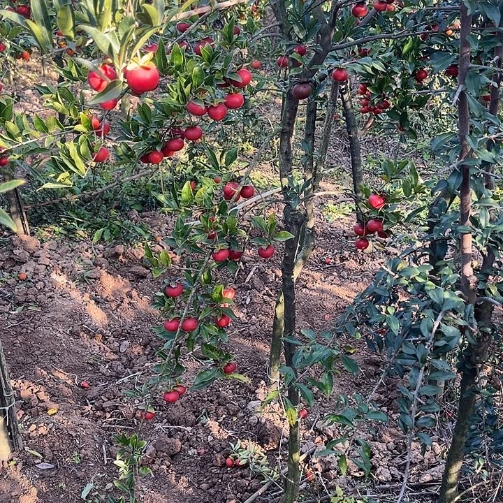 付***波无花朵金弹子地景桩