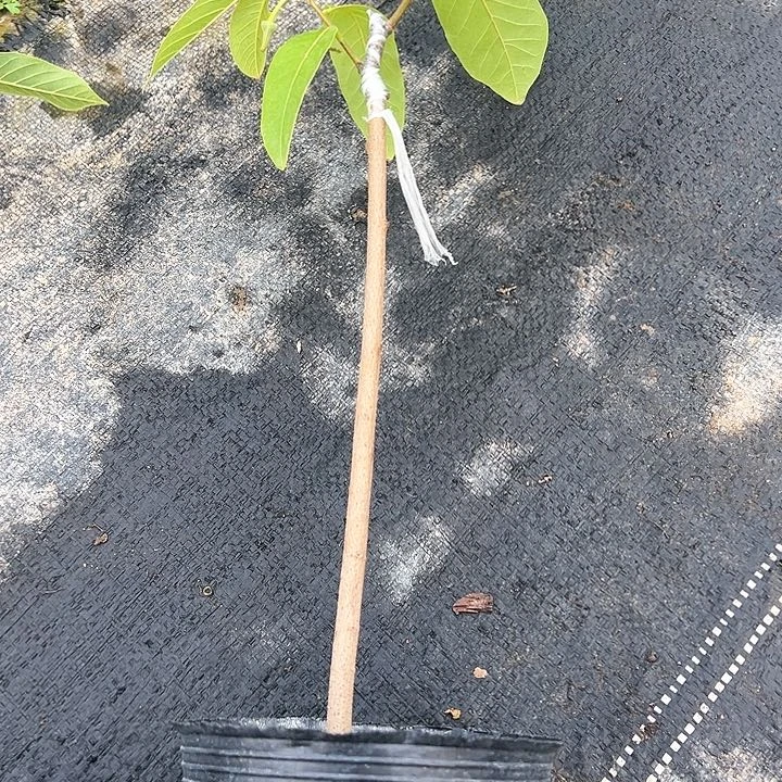 缘**你124567888999