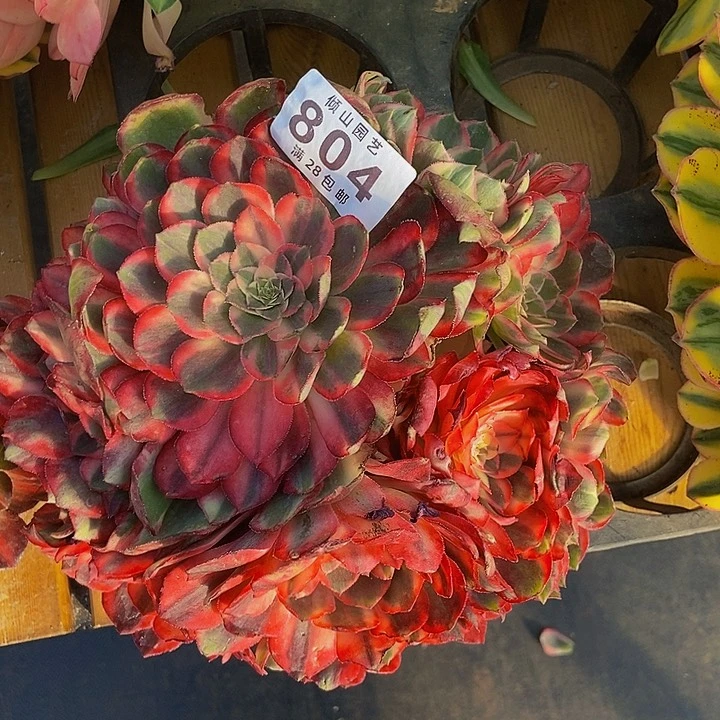 恒*804号多肉黑膜锦