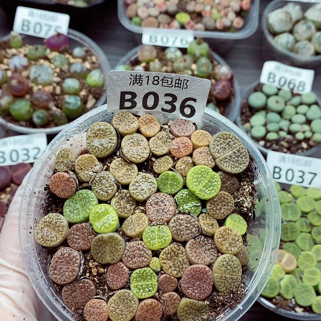 36啦咯啦咯哦哦哦哦