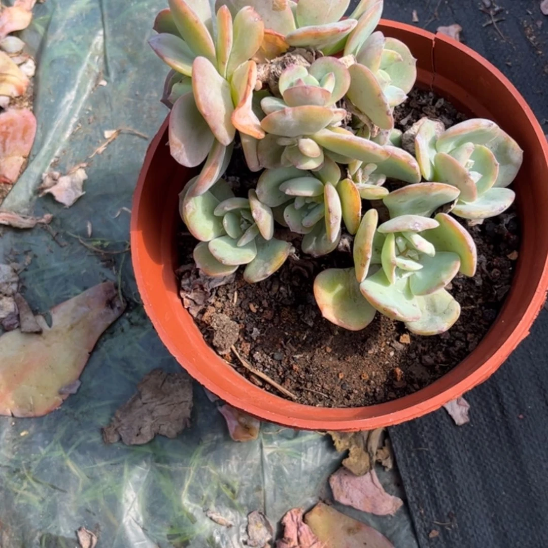 【闪购商品】无花朵依*美