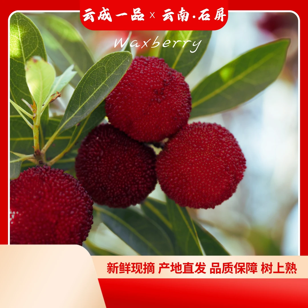 【应季杨梅】正宗云南高山早熟杨梅现摘现发新鲜爆汁