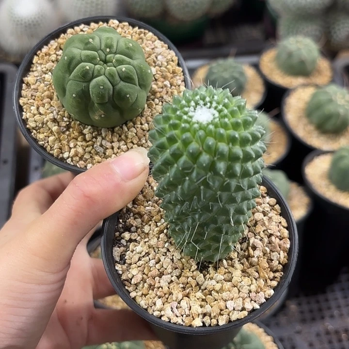 奇仙玉➕白珠组合发货