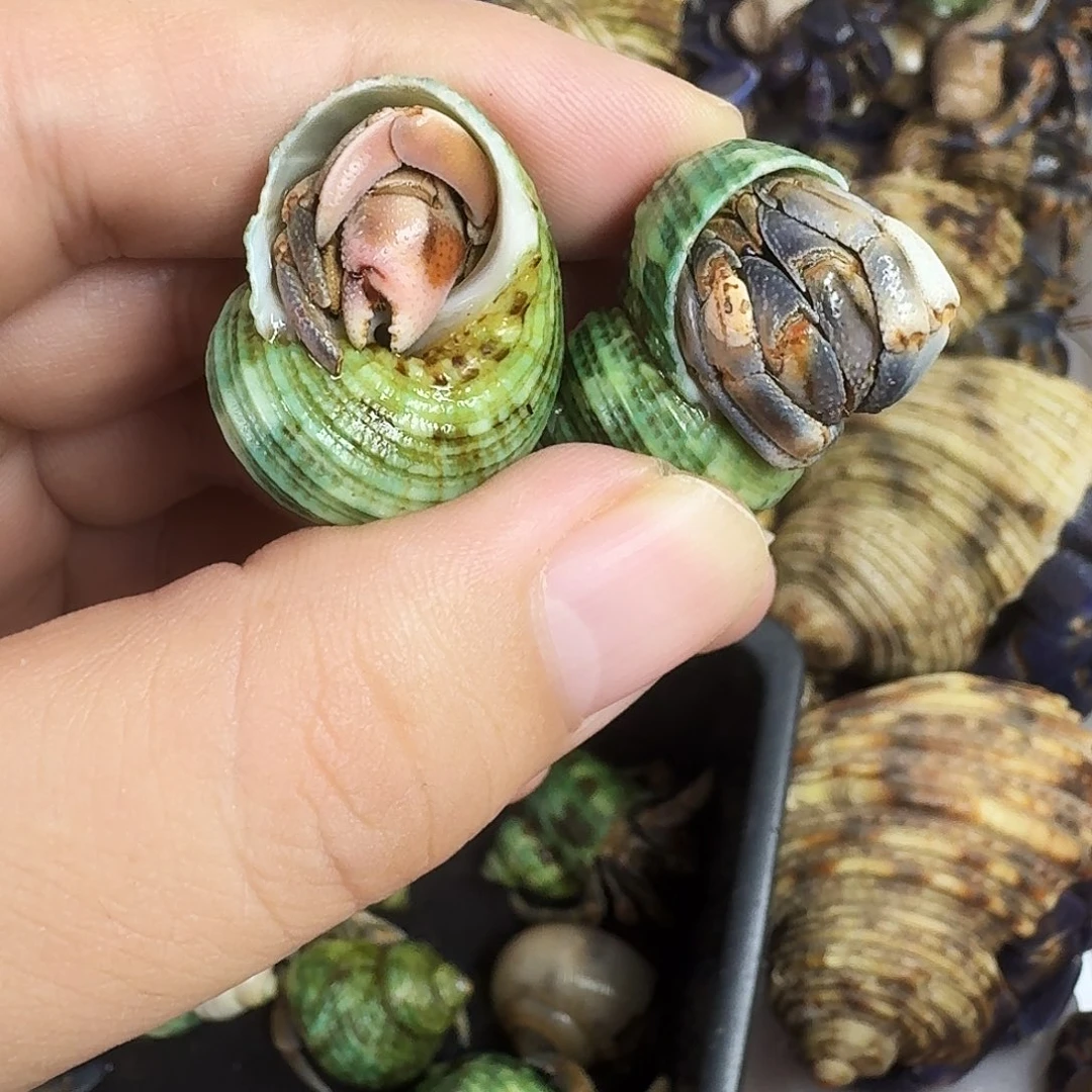 活体售出不退不换，收货录完整开箱视频，售后凭证