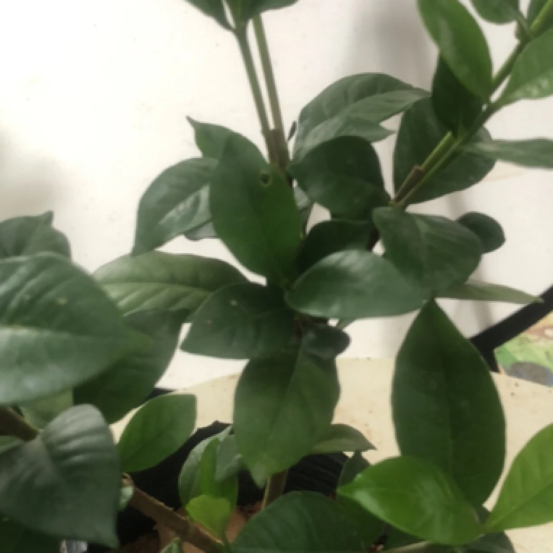 法莲栀子花苗盆栽室内种植净化空气四季常绿植舍利子栀子花盆栽