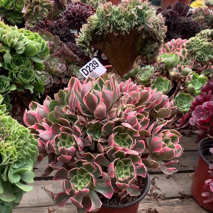 239粉女妖多肉法师