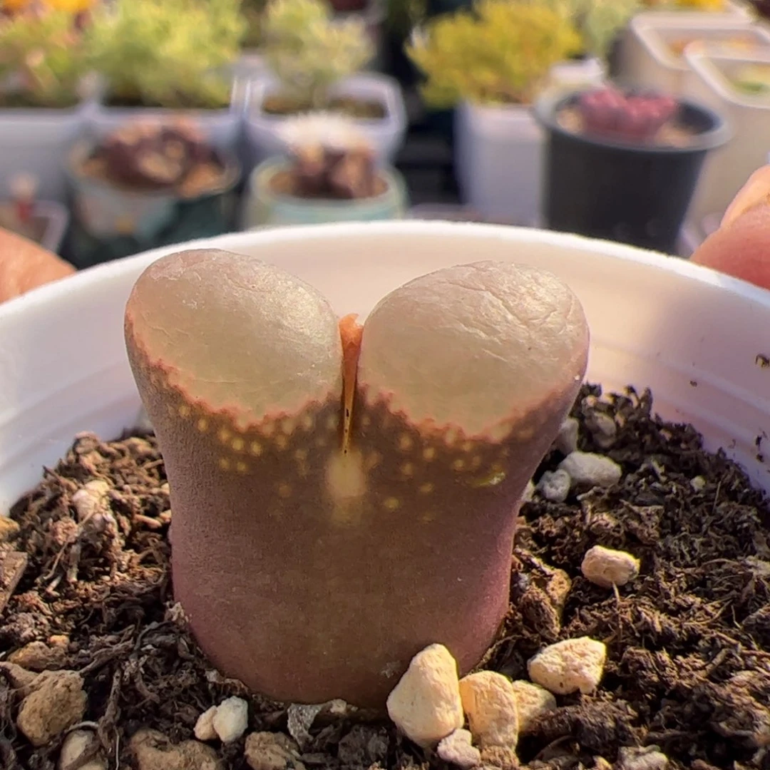 多肉植物肉锥风铃优选