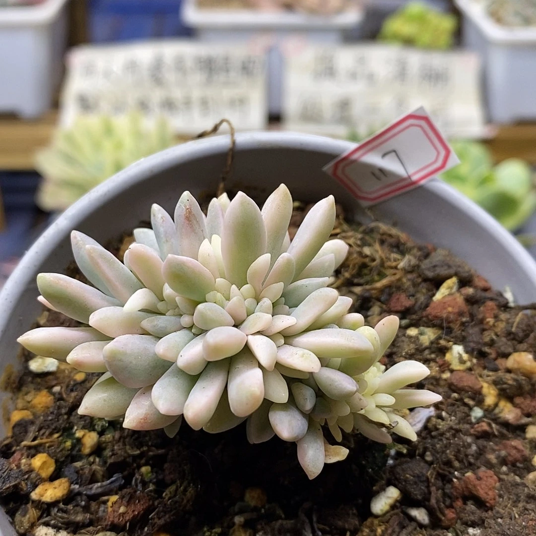 09117 醉美人锦缀