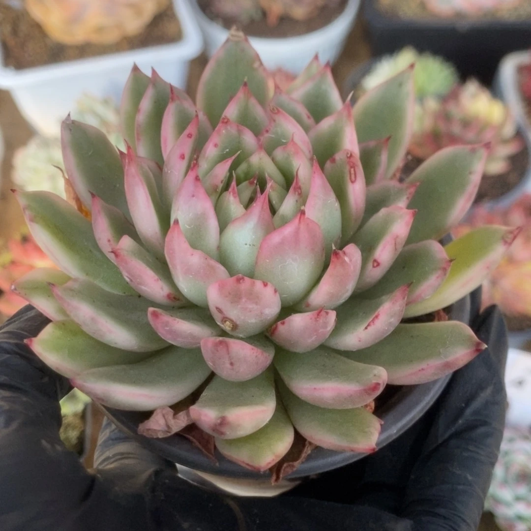 671落燕锦锦锦锦锦锦