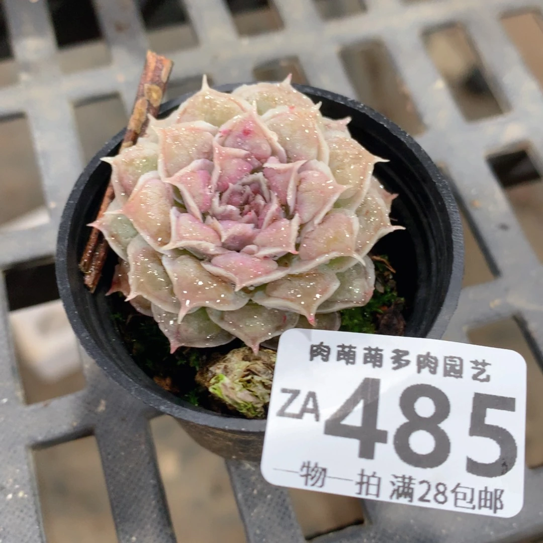 肉萌萌拇指盆精控多肉ZA485