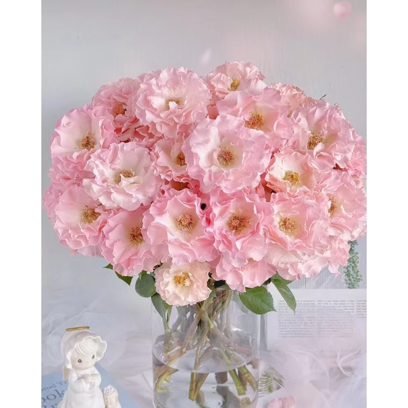 【 人鱼公主】多头玫瑰   真花 鲜切花 云一单中通 拍够任意两单鲜