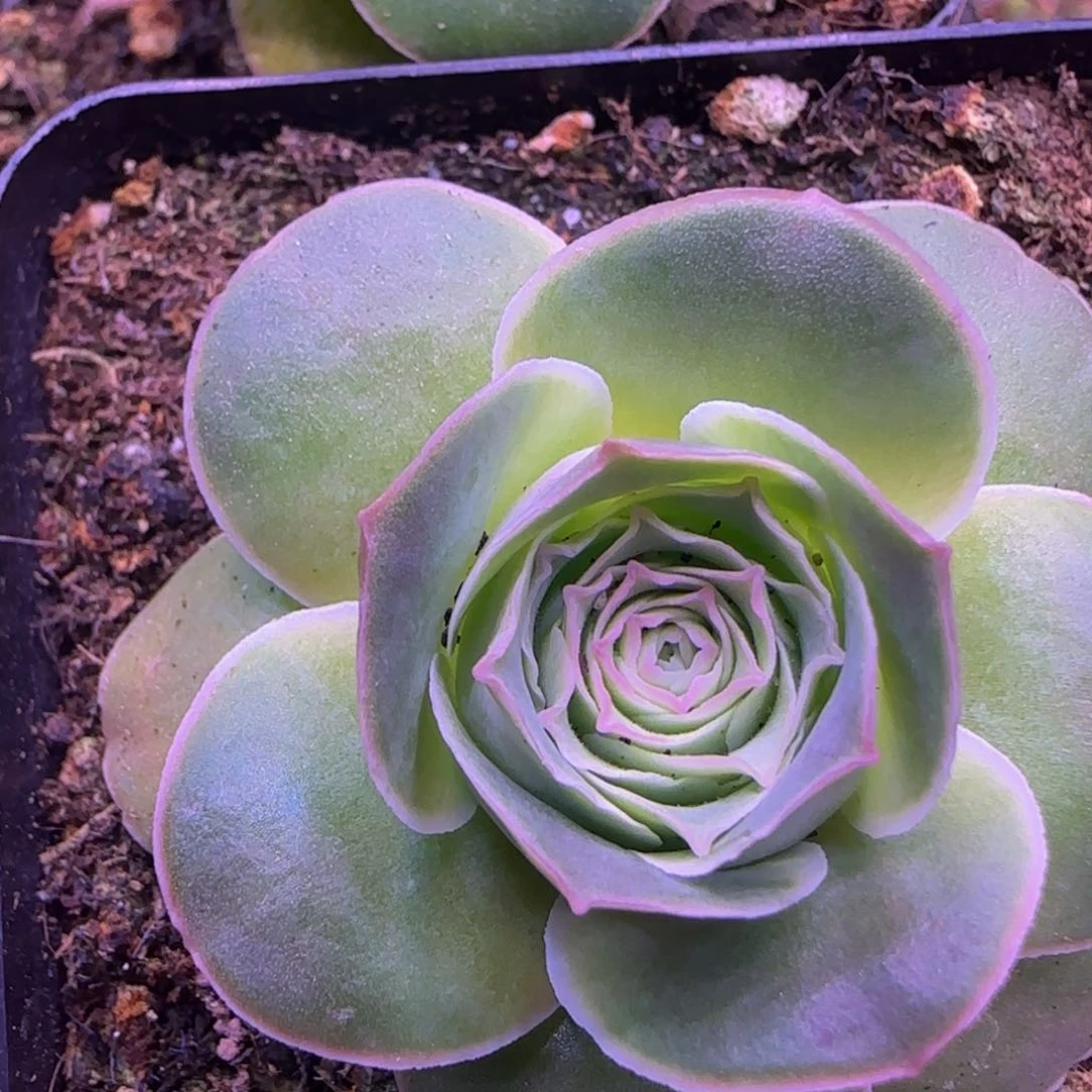 山地玫瑰11242424242724243