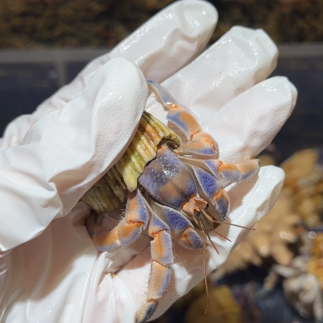 8号 亮蓝橘2.5口