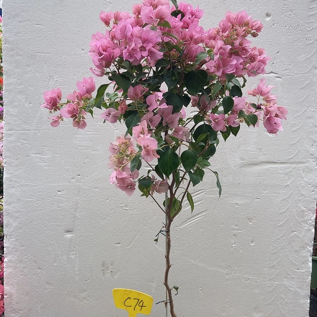 五***味大部分花苞少量开放C74暗丽