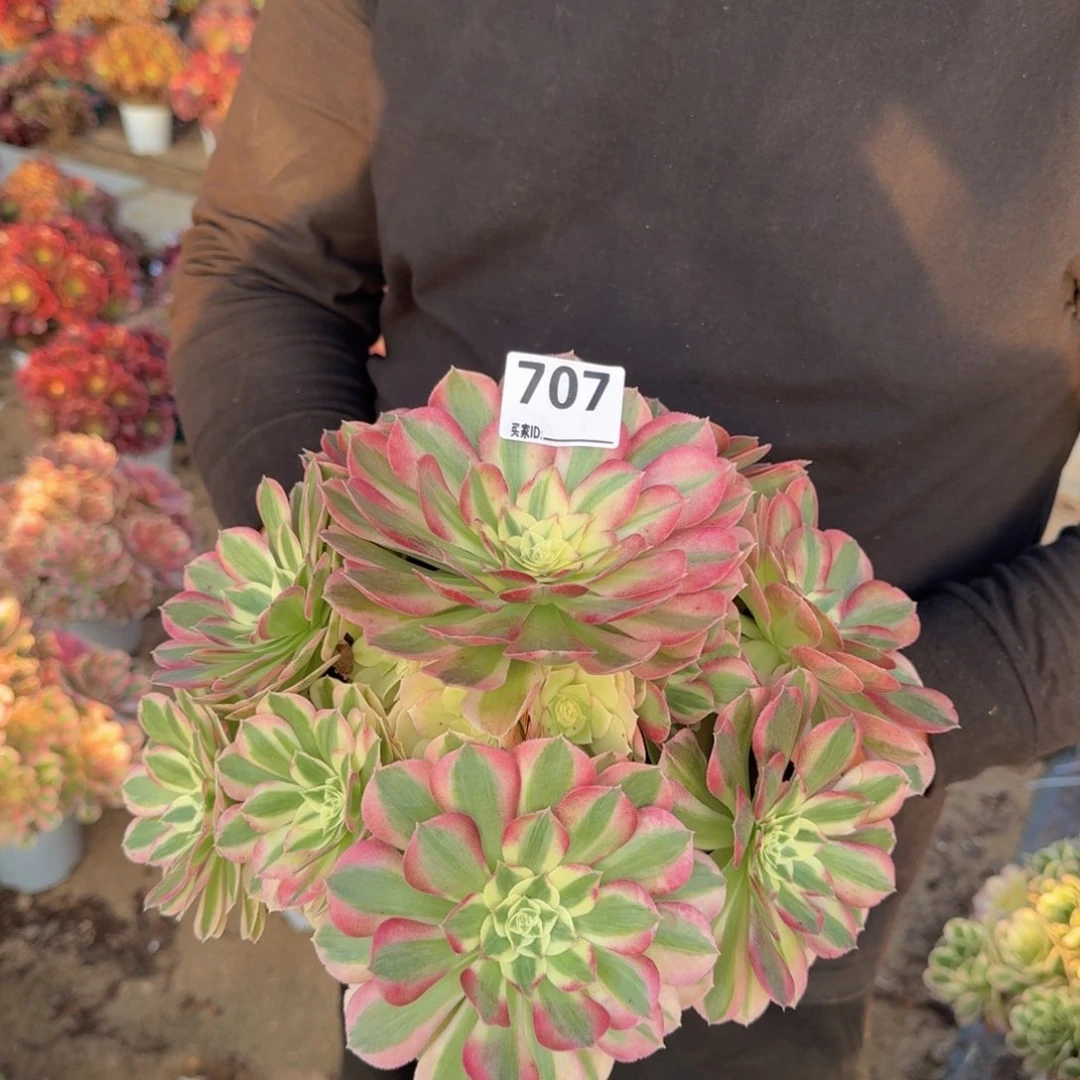 707玉姿多肉植物