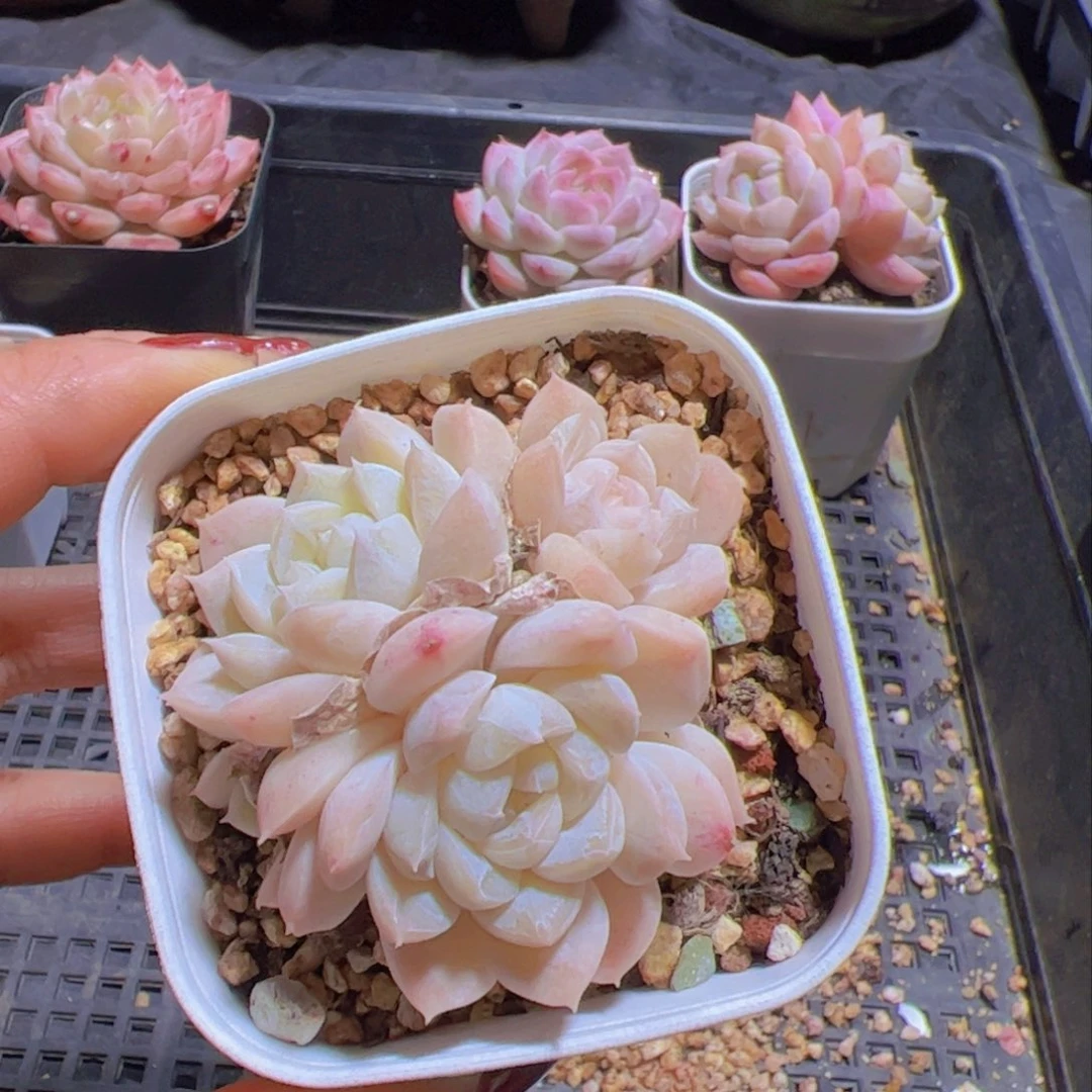 象*新品，多肉植物