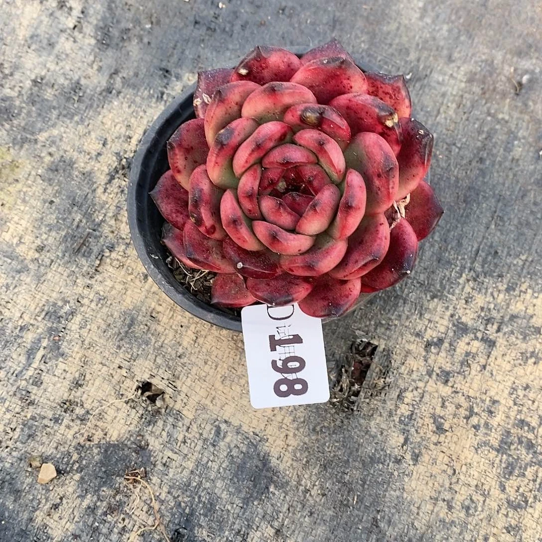 兰198Tm多肉植物