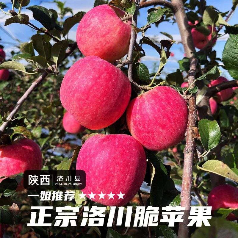 【2025年鲜果现摘】陕西洛川红富士苹果脆甜多汁新鲜当季产地直发