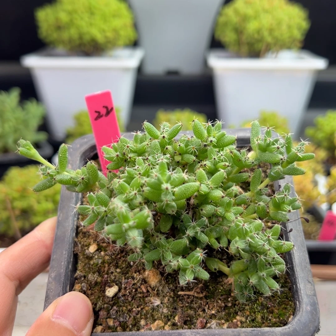 爆米花22号10cm盆