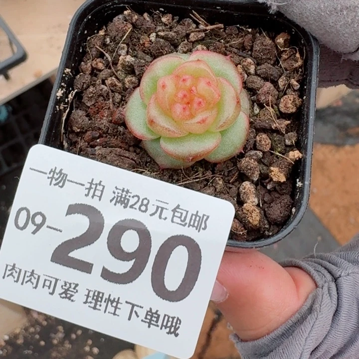 玉玲珑无盆土发货多