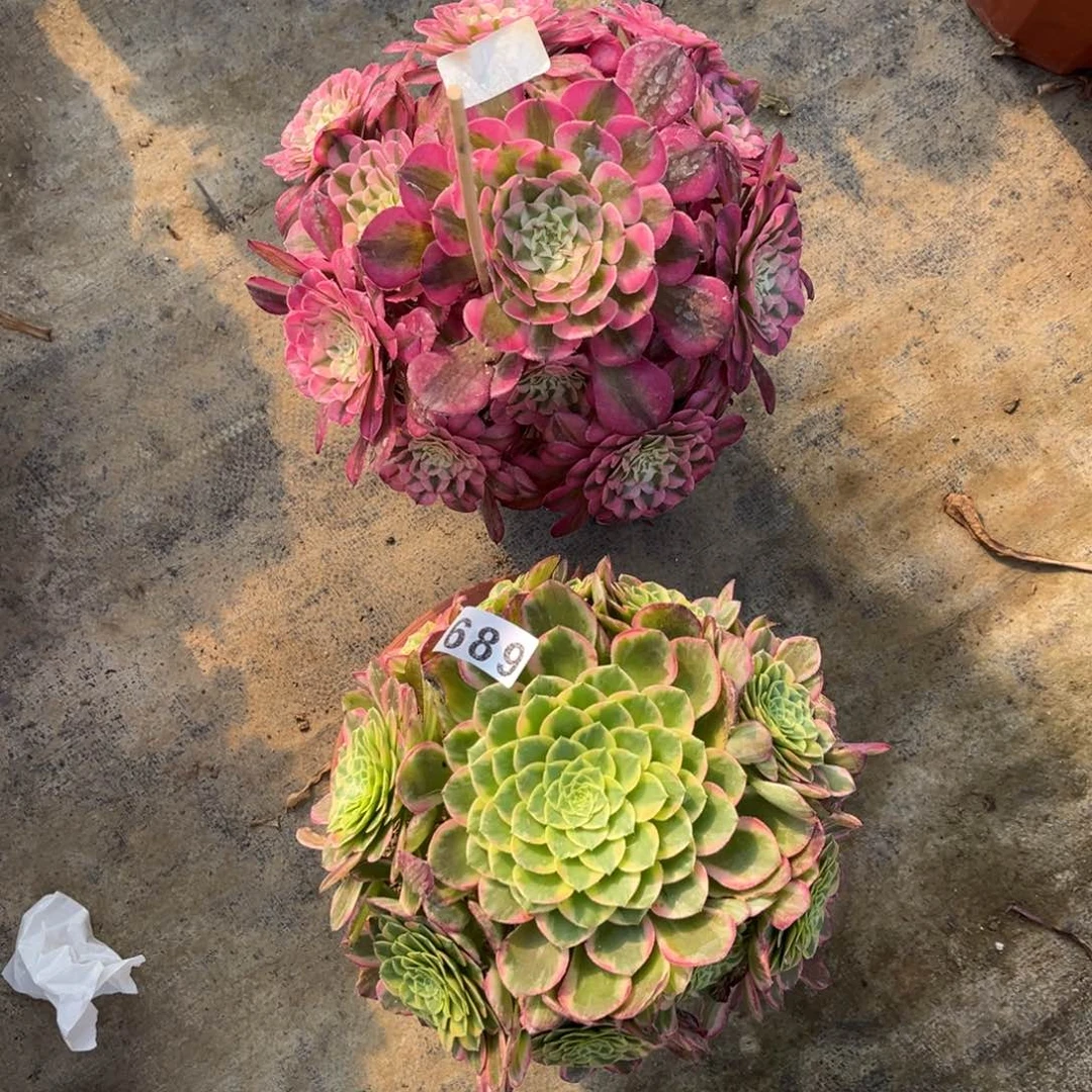 【闪购商品】套餐689多肉