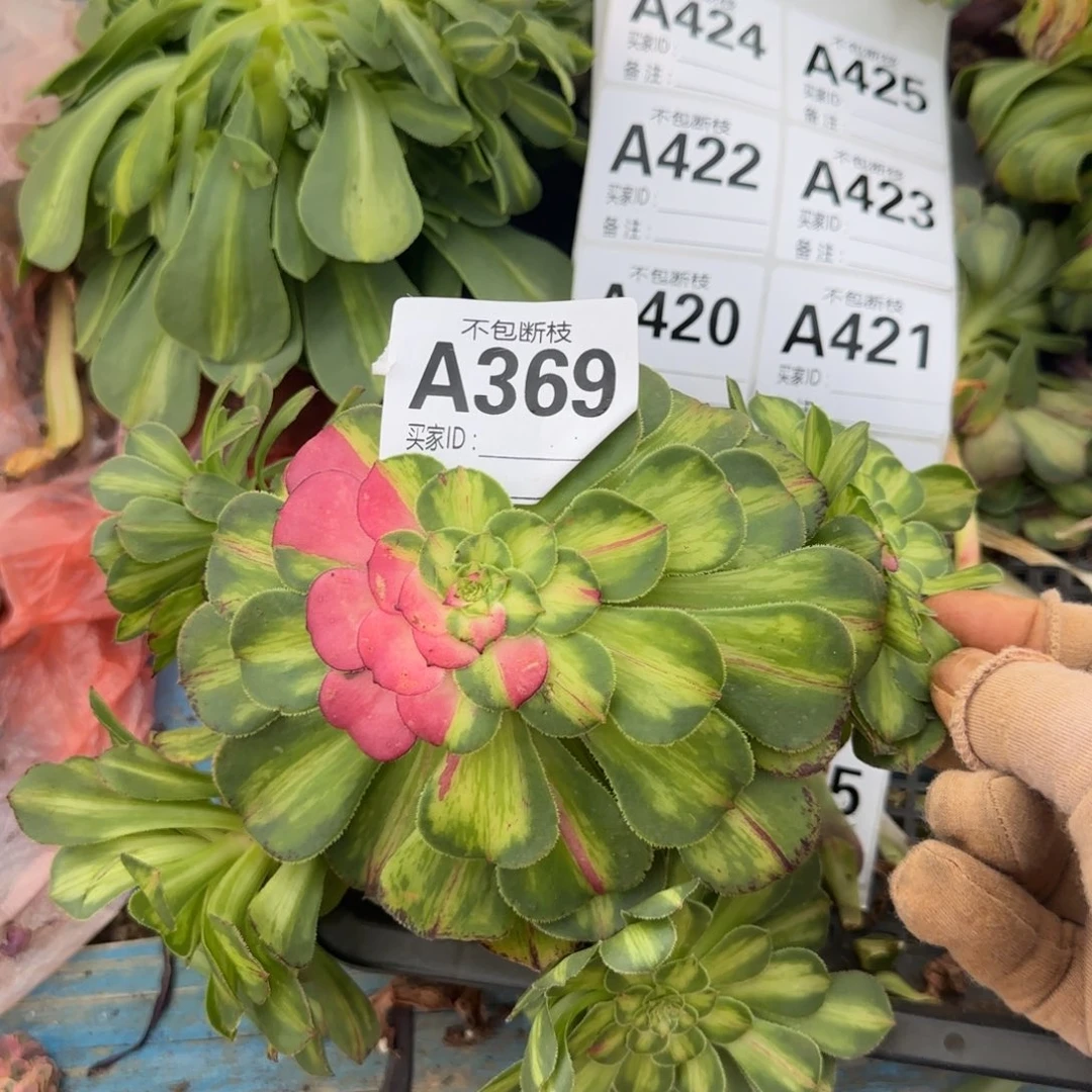 精品多肉植物369