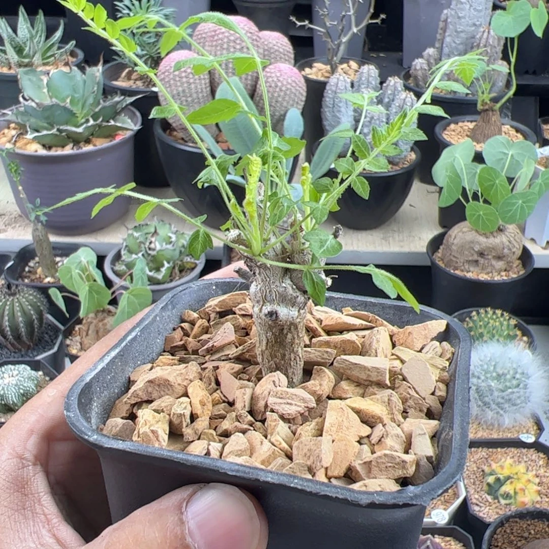 尼勒达乳香橄榄实生一物一拍带盆发
