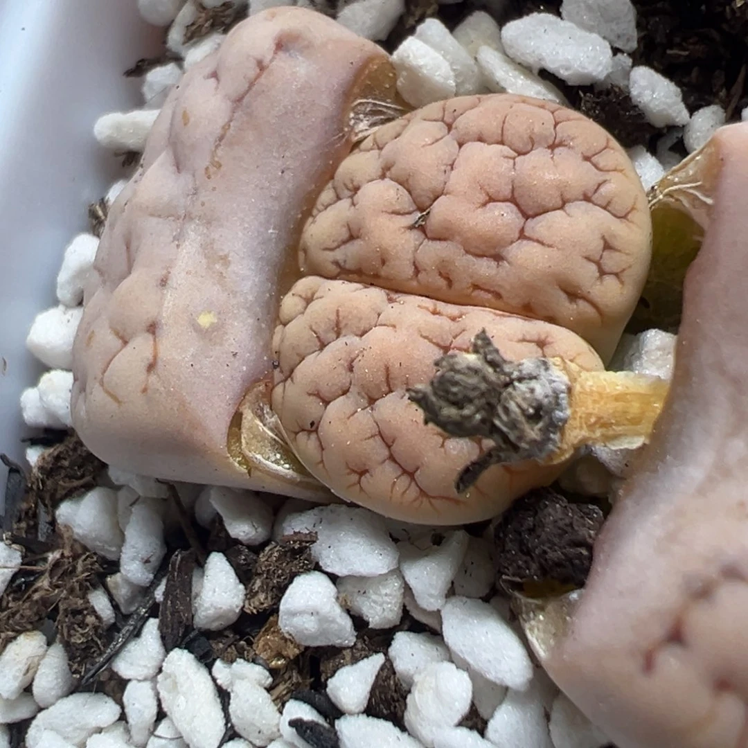 【闪购商品】772……