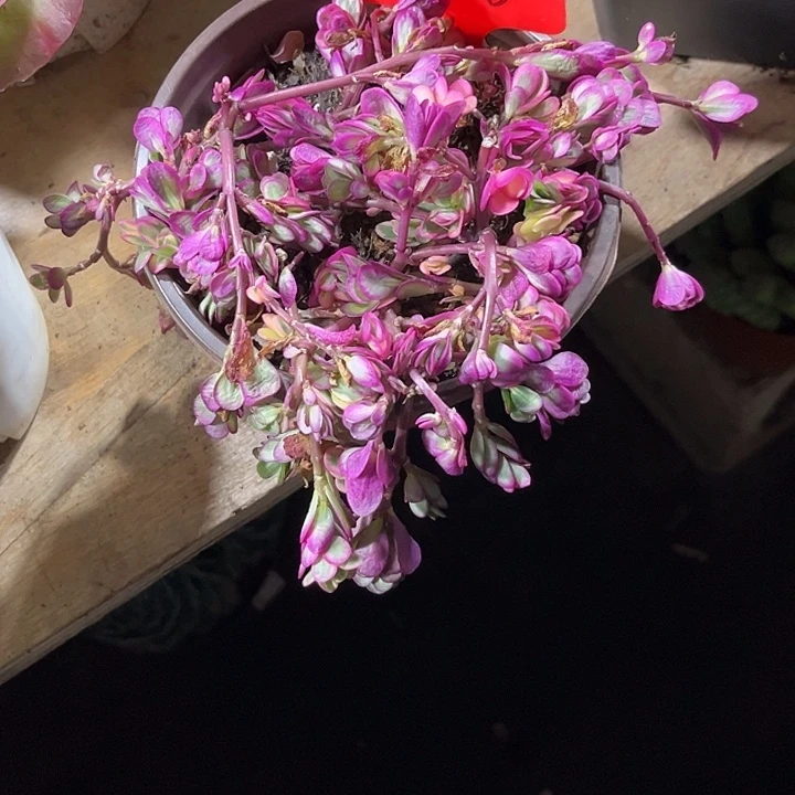 小***人000000000000002008