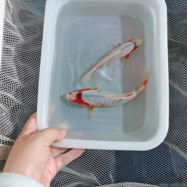 锦鲤浅黄锦鲤两条