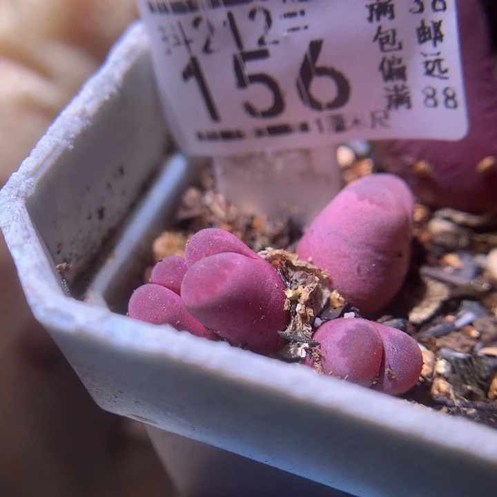 生石花多肉212.156