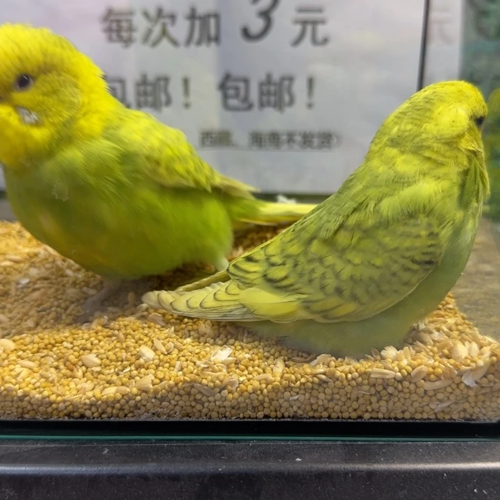 虎皮鹦鹉大头虎皮鹦鹉