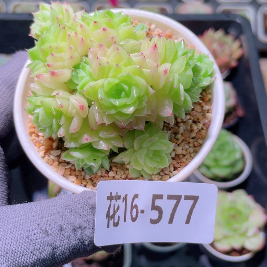 花利美16-577麦秆群