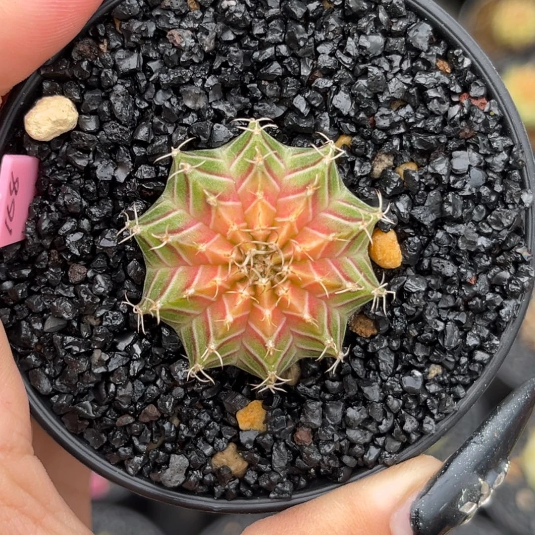 168 泰系肋骨轮回 带盆土