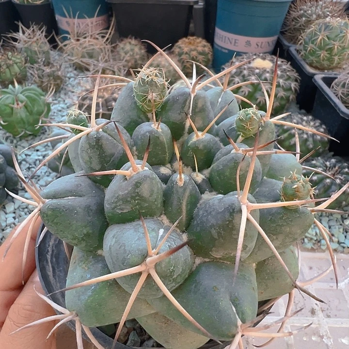 象牙。安宅。 自根养定。