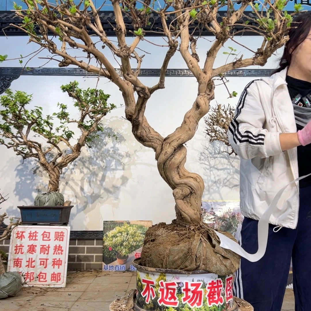 无花朵金银花8888