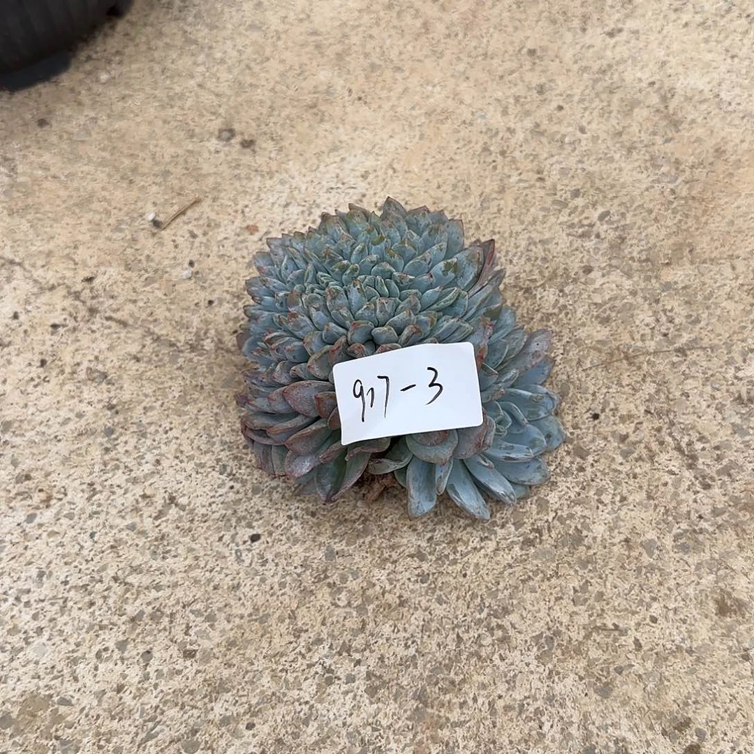 龘***龘917-3橙子缀多肉寄养